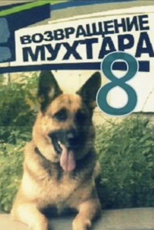 Возвращение Мухтара — сезон 8